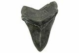 Huge Fossil Megalodon Tooth - South Carolina #367925-2